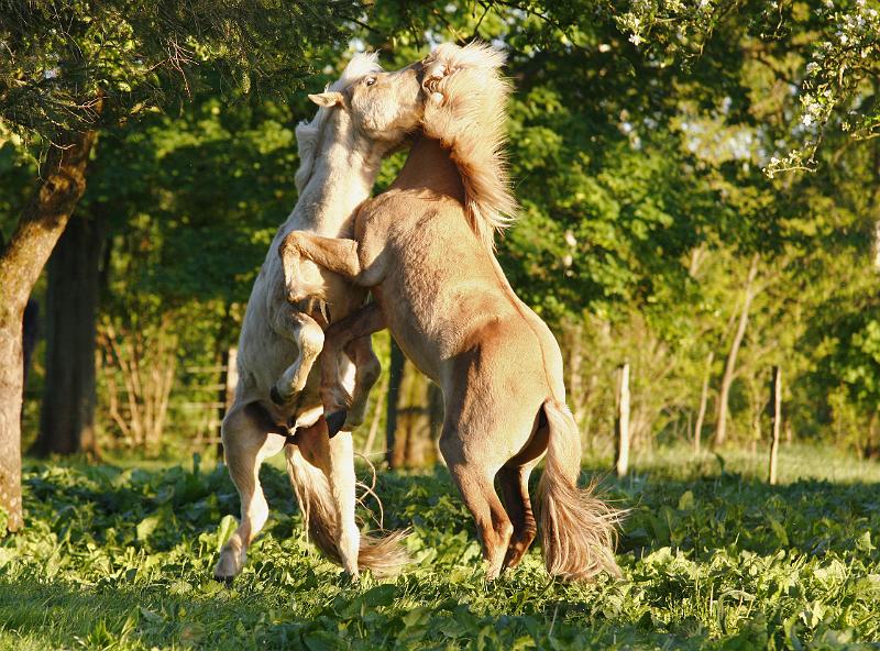 Valur und Gloi spielen h.jpg
